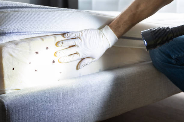 Best Residential Pest Control  in Palmdale, CA